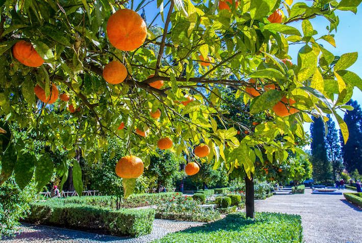 Tangers (mandarins) on branch. Cyber park. Marrakech