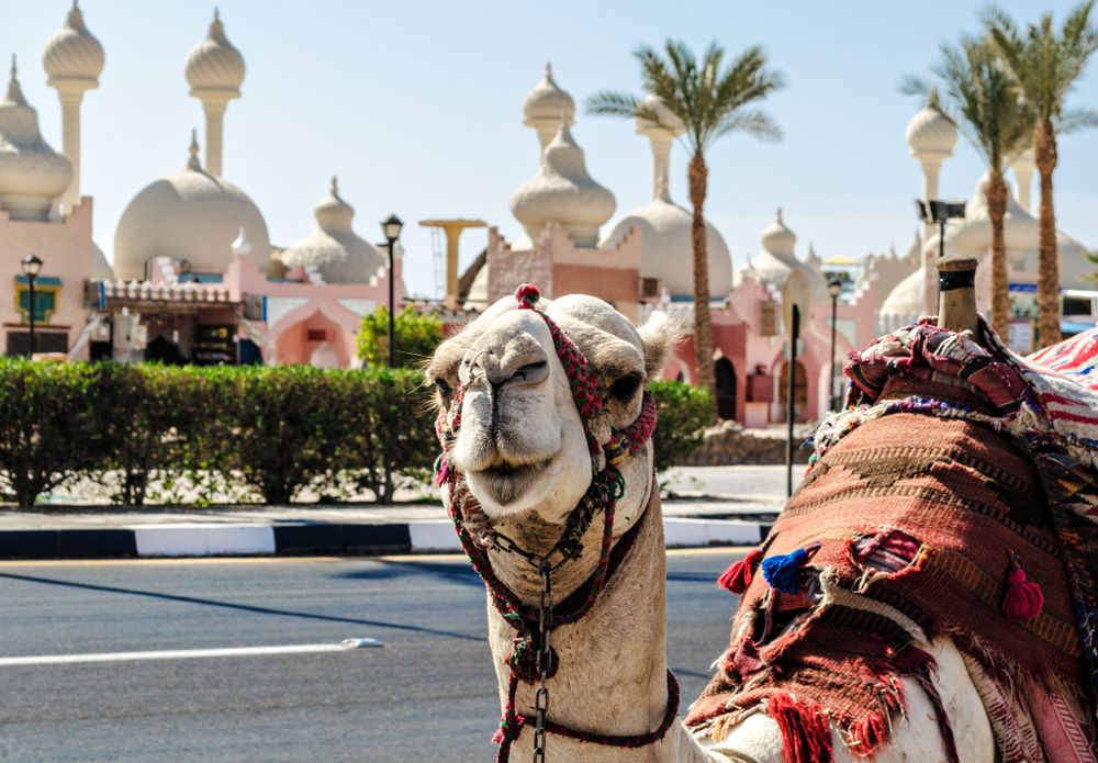 In Sharm El Sheikh you can meet these cute camels
